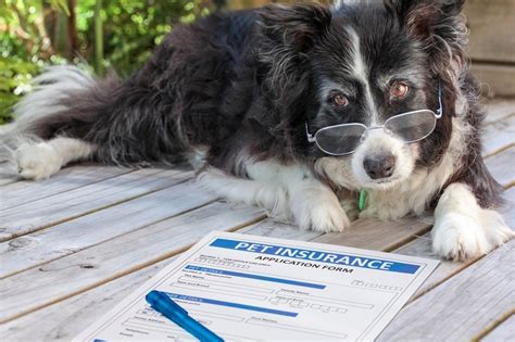 does pet insurance start immediately